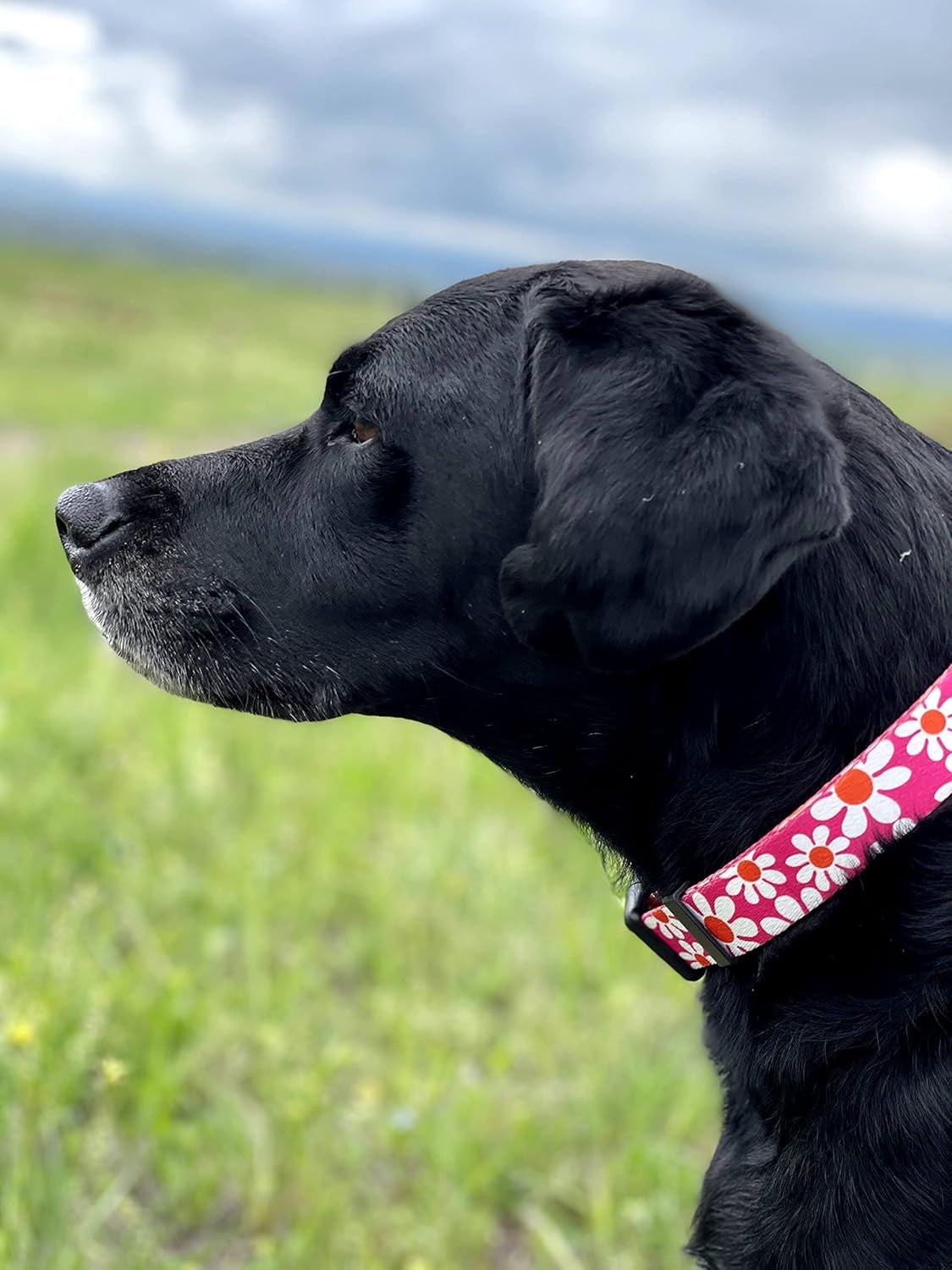 Flower Dog Collar, Adjustable Small Medium Large, Cute Girl Female Summer Spring Pretty Designer Puppy Essentials Accessories, Pink Floral Blue Daisy Rose (Medium, Pink Daisy)